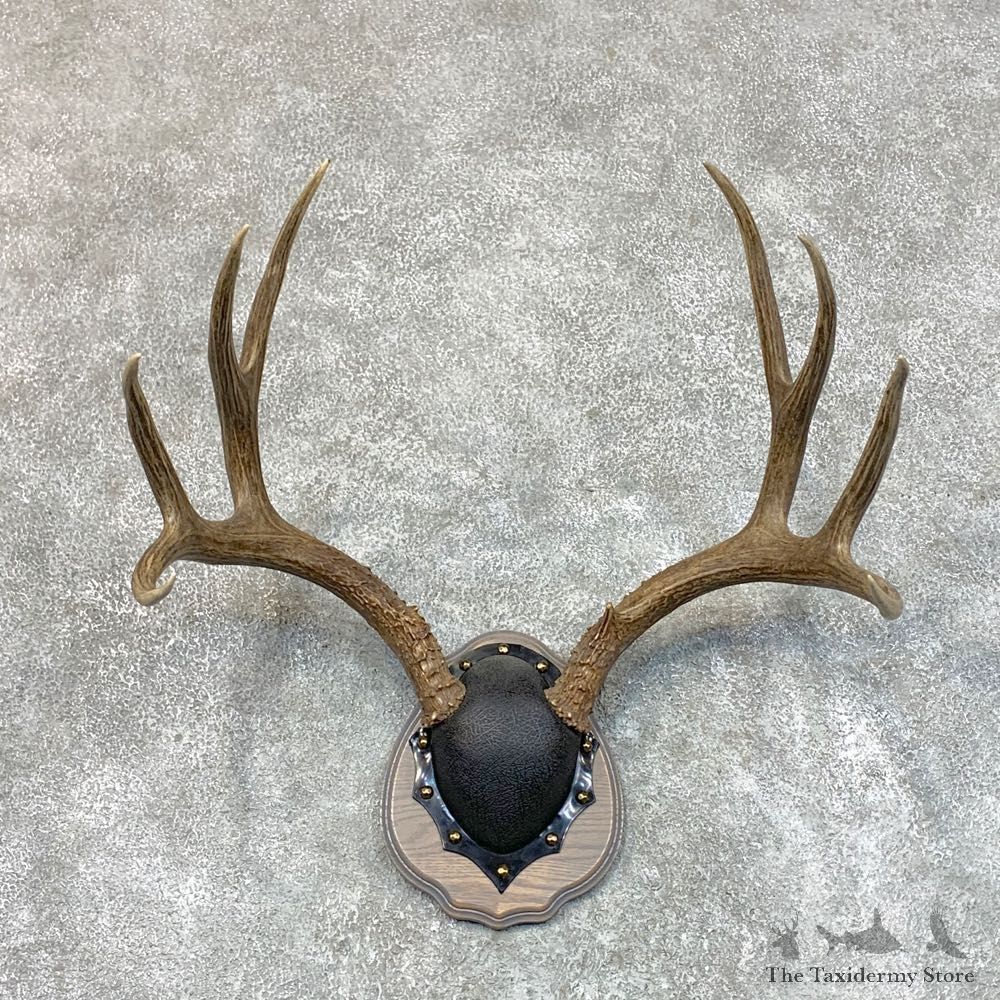 Mule Deer Taxidermy Antler Plaque #22719 For Sale @ The Taxidermy Store