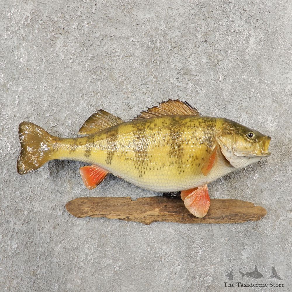 Yellow Perch Fish Mount For Sale #21097 @ The Taxidermy Store