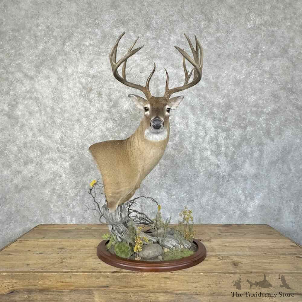 Texas Whitetail Deer Taxidermy Pedestal Mount For Sale #31383 @ The Taxidermy Store