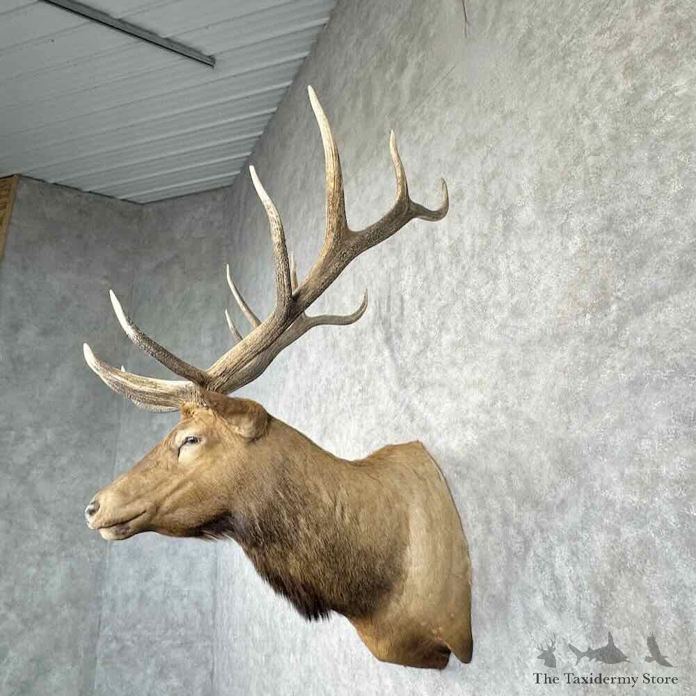 Rocky Mountain Elk Shoulder Mount For Sale #30365 @ The Taxidermy Store