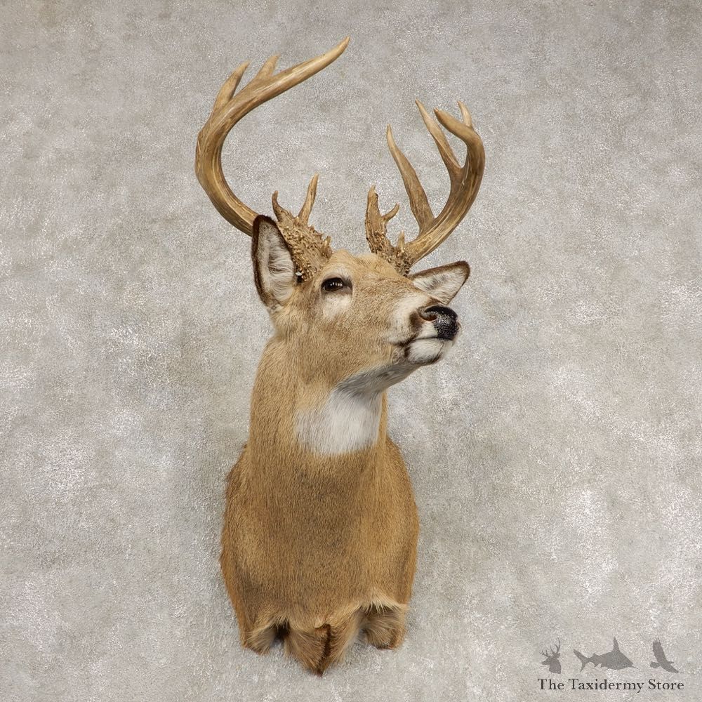 Whitetail Deer Shoulder Mount For Sale #21580 @ The Taxidermy Store