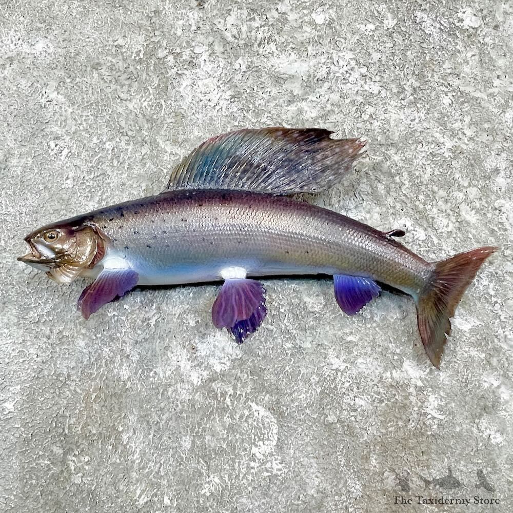 Arctic Grayling Fish Mount For Sale #27267 @ The Taxidermy Store