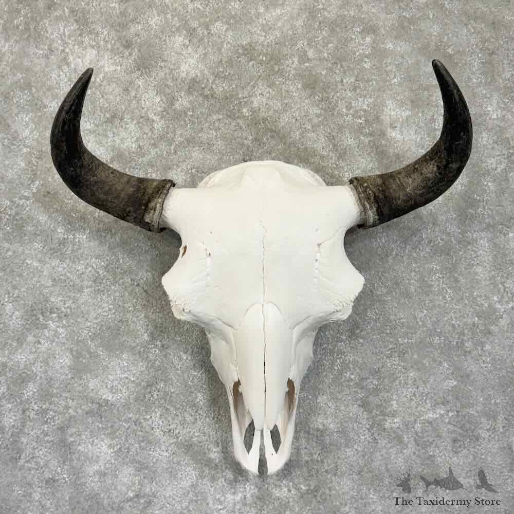 American Buffalo Bison Skull Mount For Sale #30778 @ The Taxidermy Store