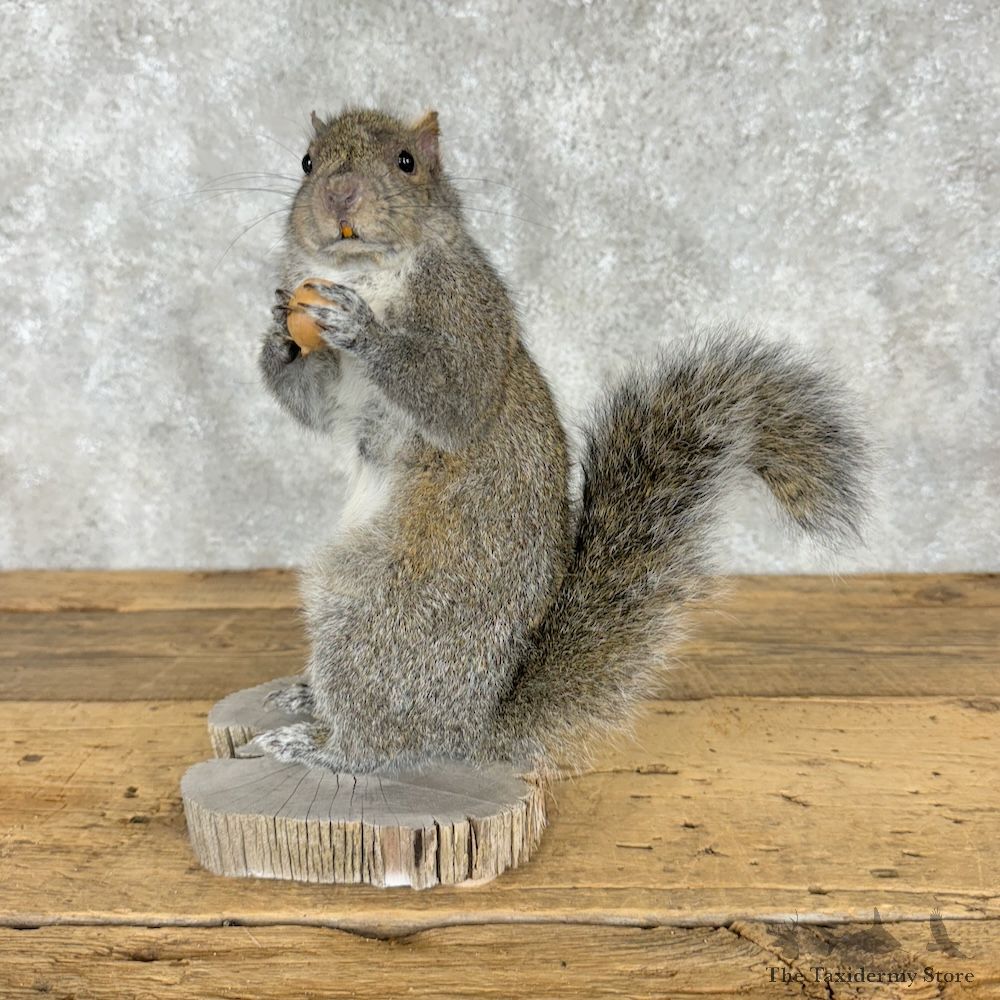 Grey Squirrel Life-Size Mount For Sale #29668 @ The Taxidermy Store