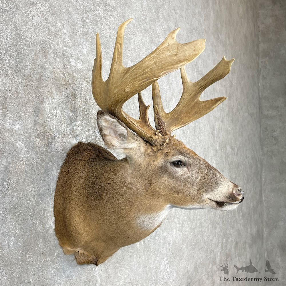 Whitetail Deer Shoulder Mount For Sale #26965 @ The Taxidermy Store