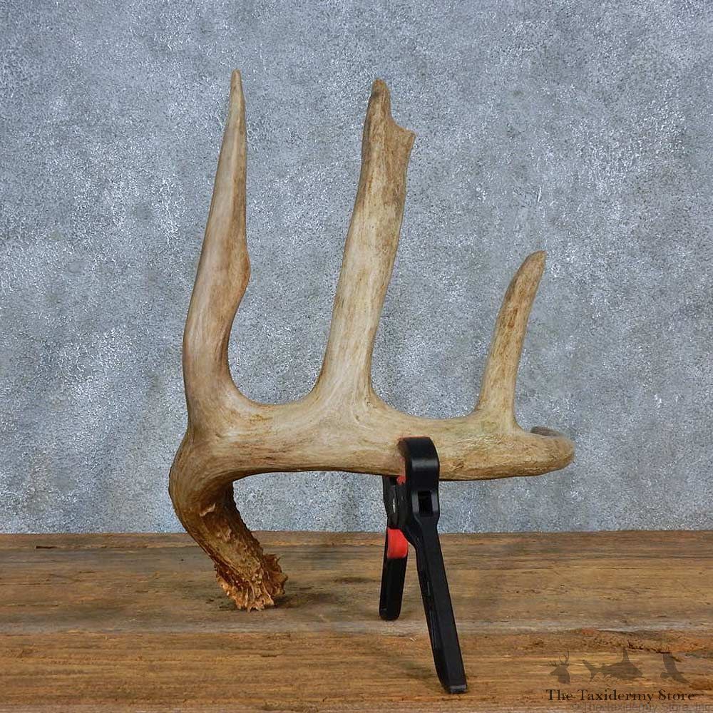 Whitetail Deer Antler Shed For Sale #15452 @ The Taxidermy Store