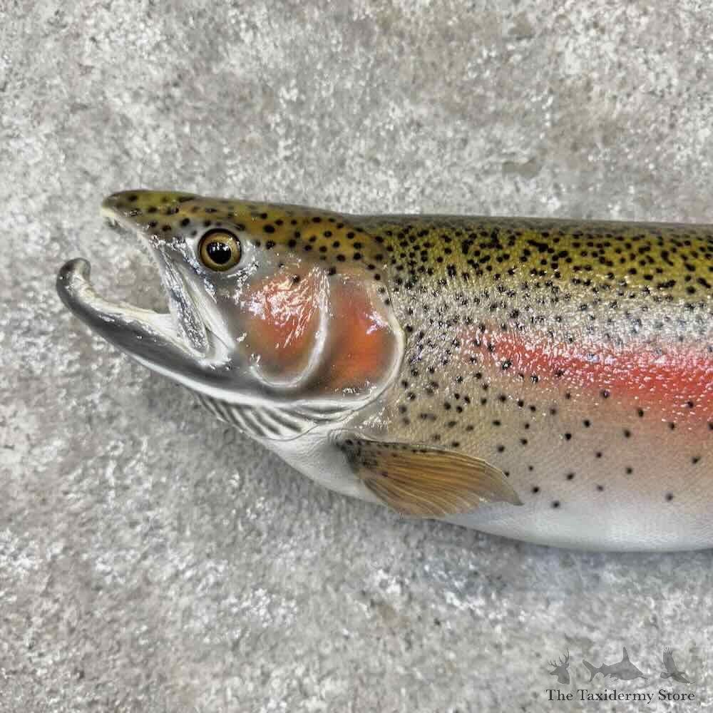 Rainbow Trout Fish Mount For Sale #30457 @ The Taxidermy Store