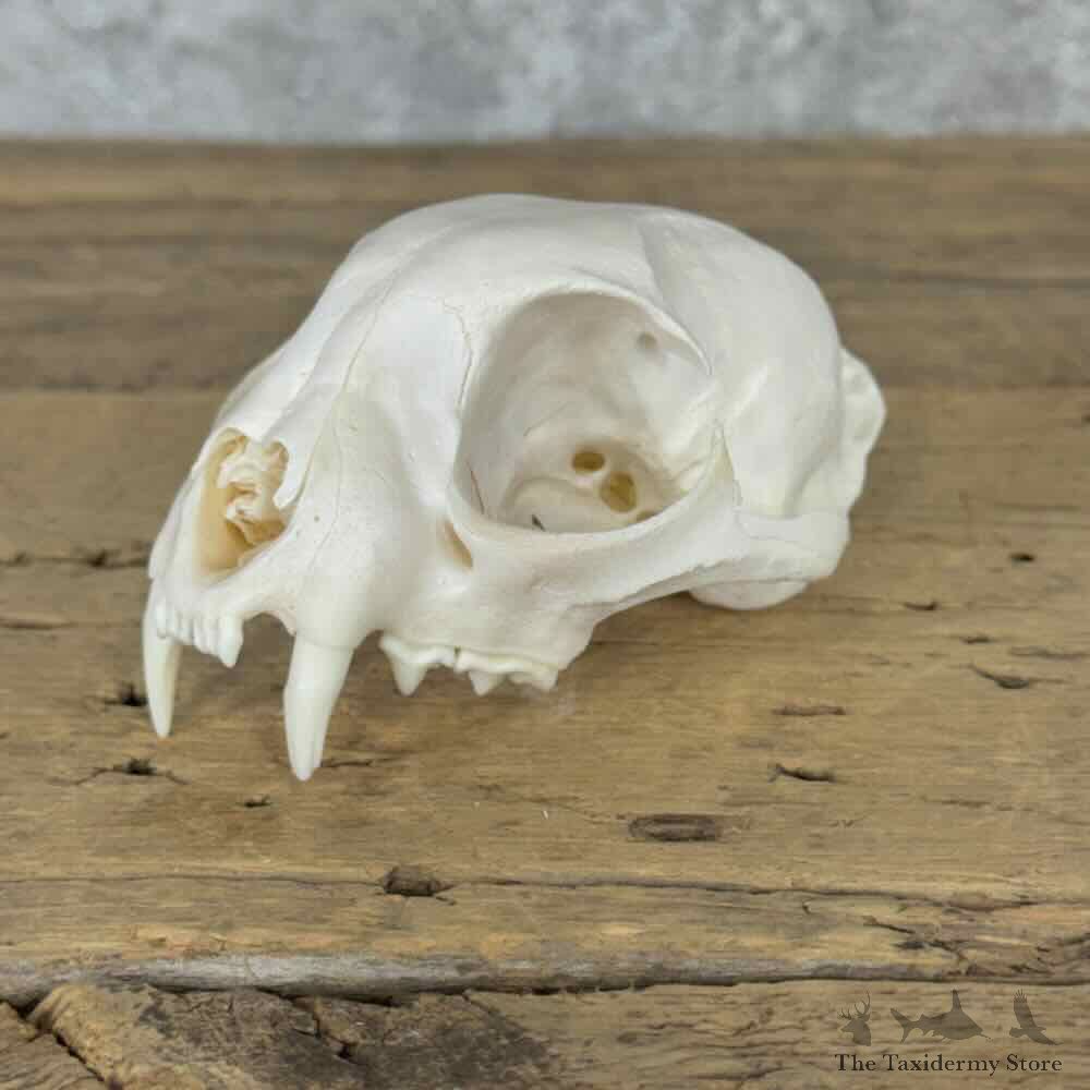 Bobcat Upper Skull Mount For Sale #32139 @ The Taxidermy Store