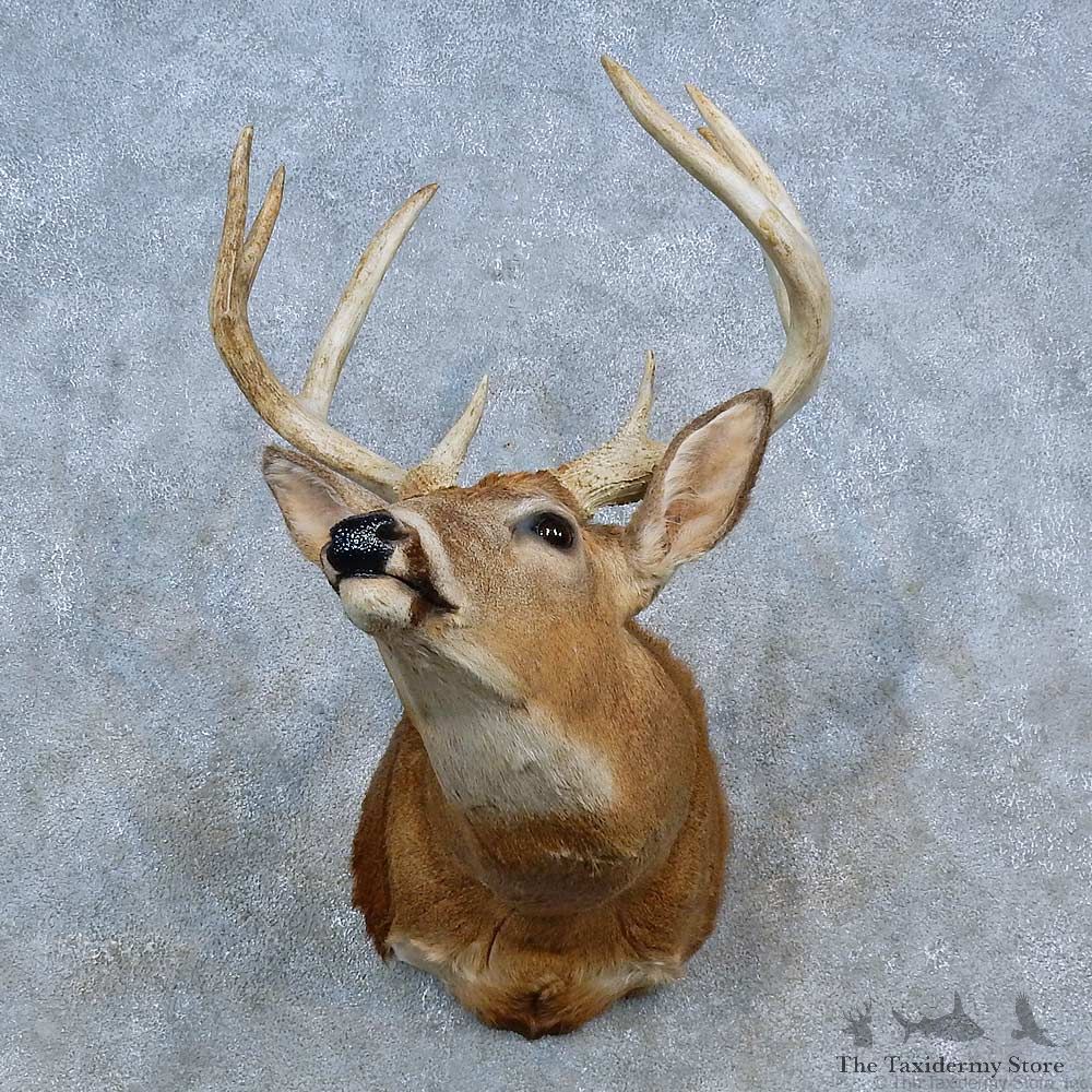 Whitetail Deer Shoulder Mount For Sale #15329 @ The Taxidermy Store