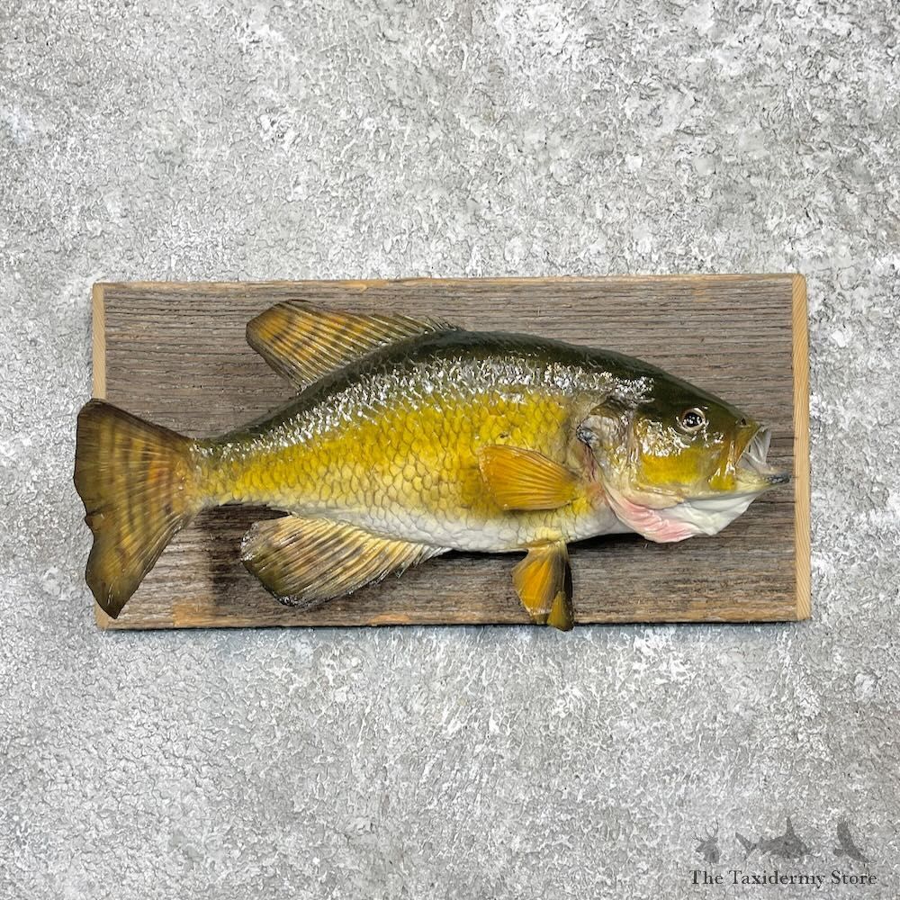 White Crappie Fish Mount For Sale #27438 @ The Taxidermy Store