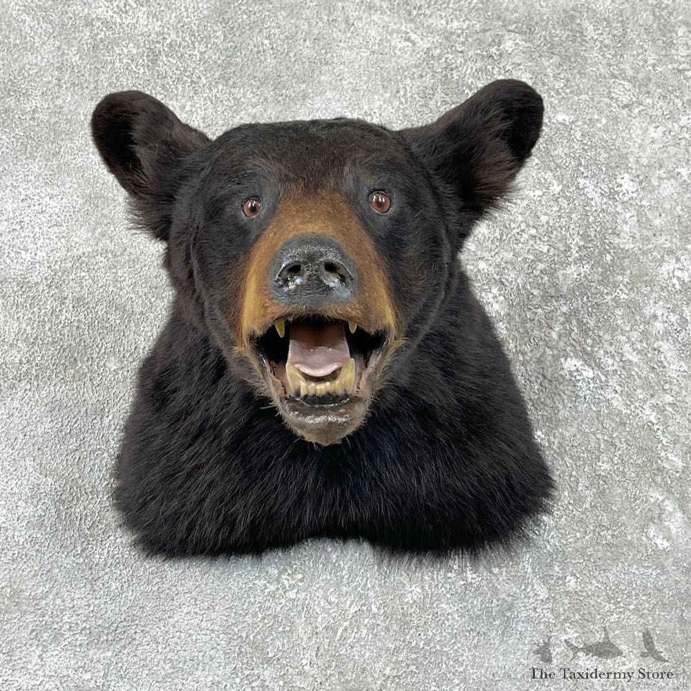Black Bear Shoulder Mount For Sale #26185 @ The Taxidermy Store