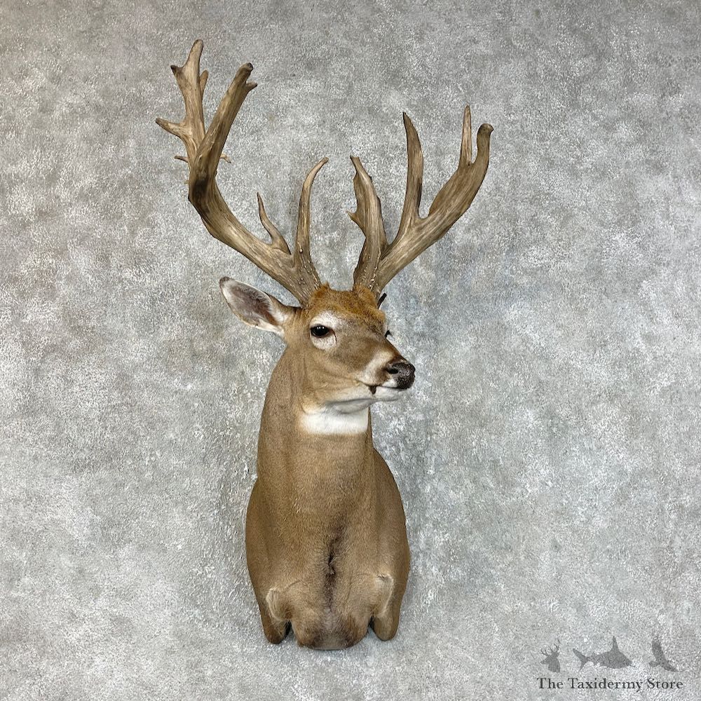 Whitetail Deer Shoulder Mount For Sale #25730 @ The Taxidermy Store