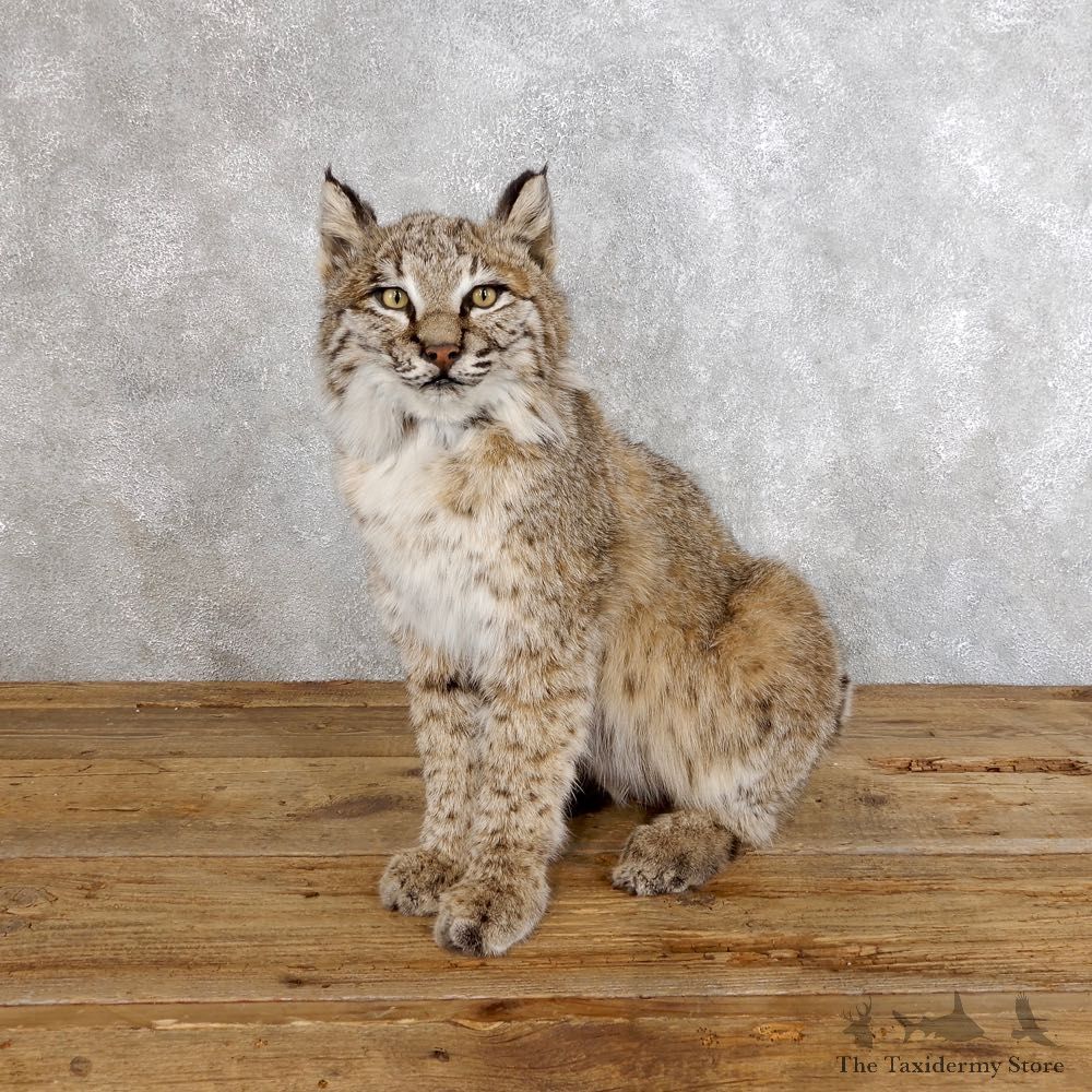Bobcat Life-Size Mount For Sale #18557 @ The Taxidermy Store