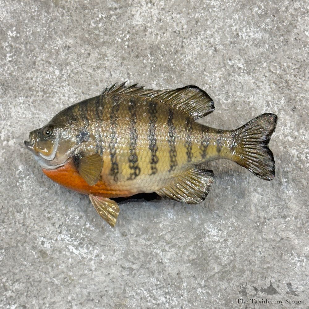 Bluegill Fish Mount For Sale #30273 @ The Taxidermy Store