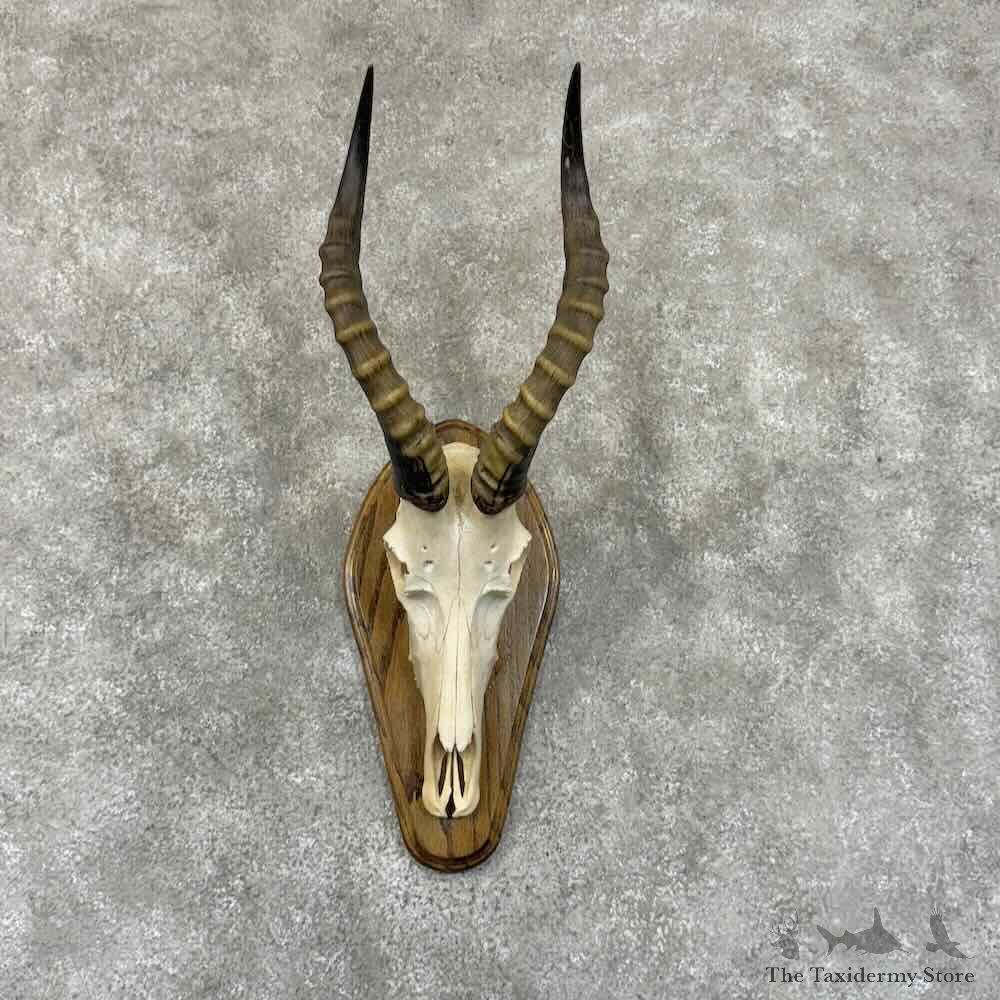 African Blesbok Skull & Horn European Mount For Sale #30921 @ The Taxidermy Store