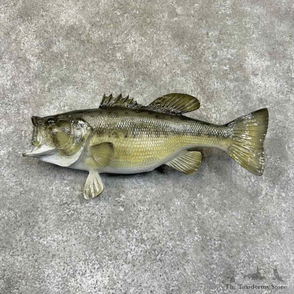 Largemouth Bass Fish Mount For Sale #30758 @ The Taxidermy Store