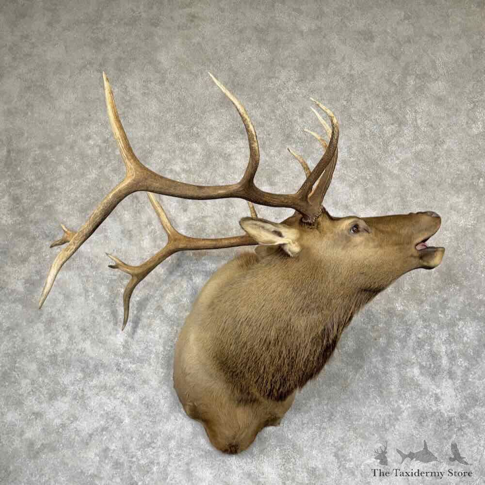 Rocky Mountain Elk Shoulder Mount For Sale #31517 @ The Taxidermy Store