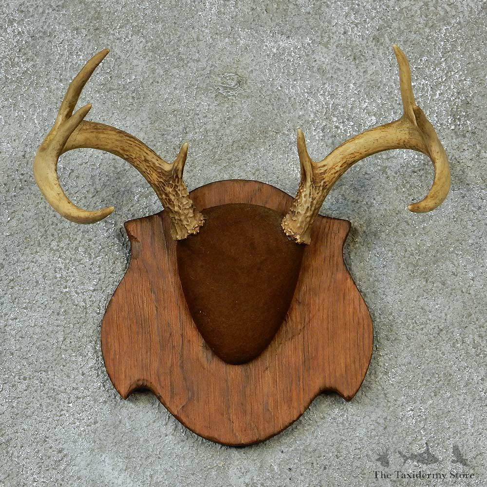 Whitetail Deer Antlers Plaque Taxidermy Mount #13270 For Sale @ The Taxidermy Store