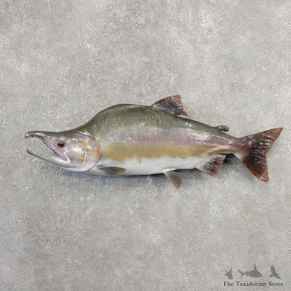 Pink Salmon Taxidermy Fish Mount For Sale #21101 @ The Taxidermy Store