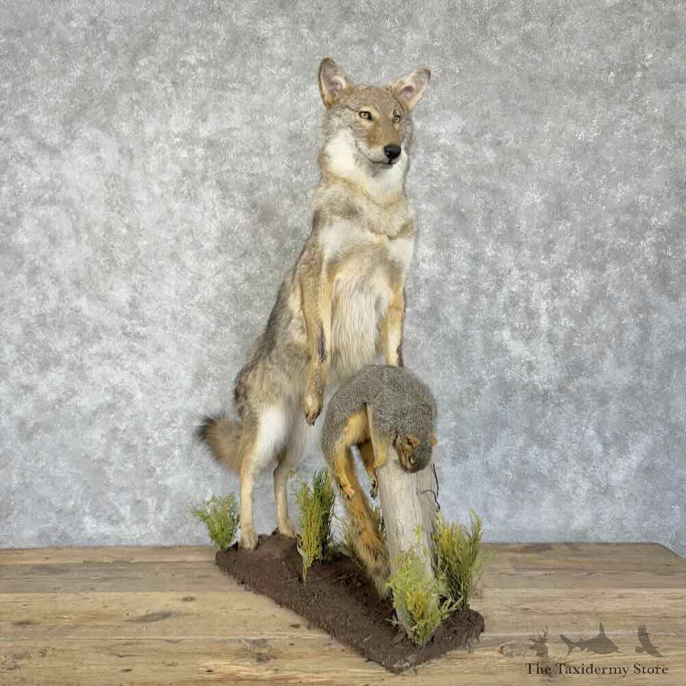 Coyote Life-Size Mount For Sale #30721 @ The Taxidermy Store