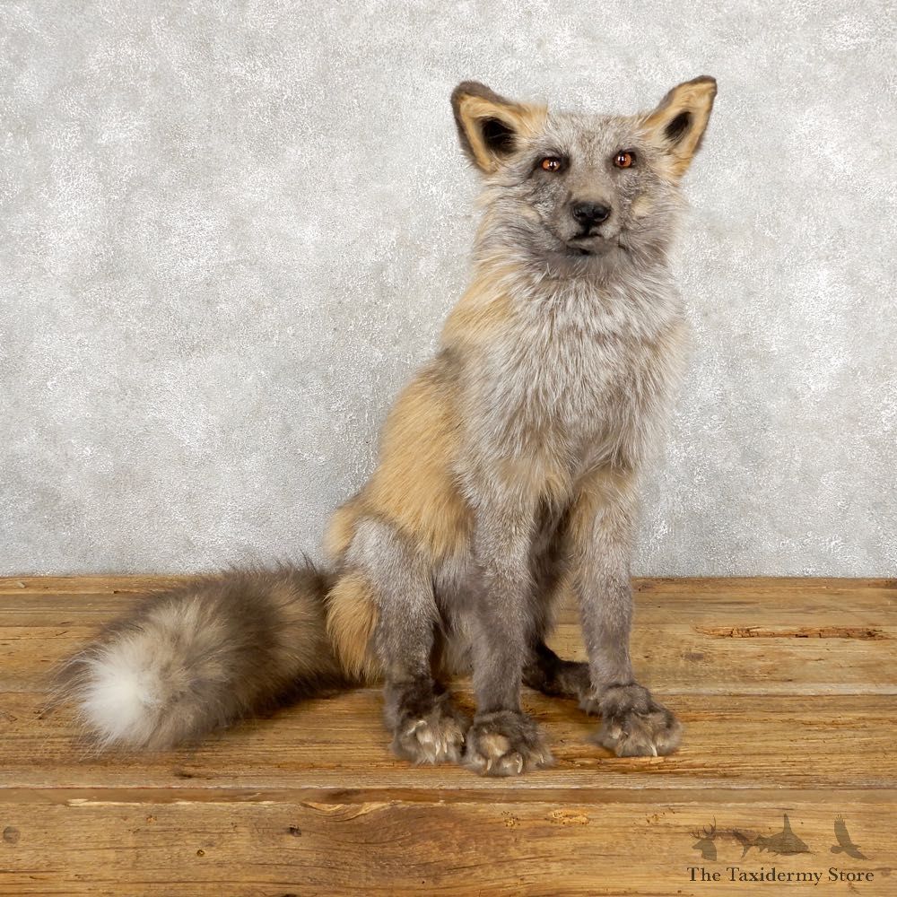 Pearl Cross Fox Mount For Sale #18787 @ The Taxidermy Store