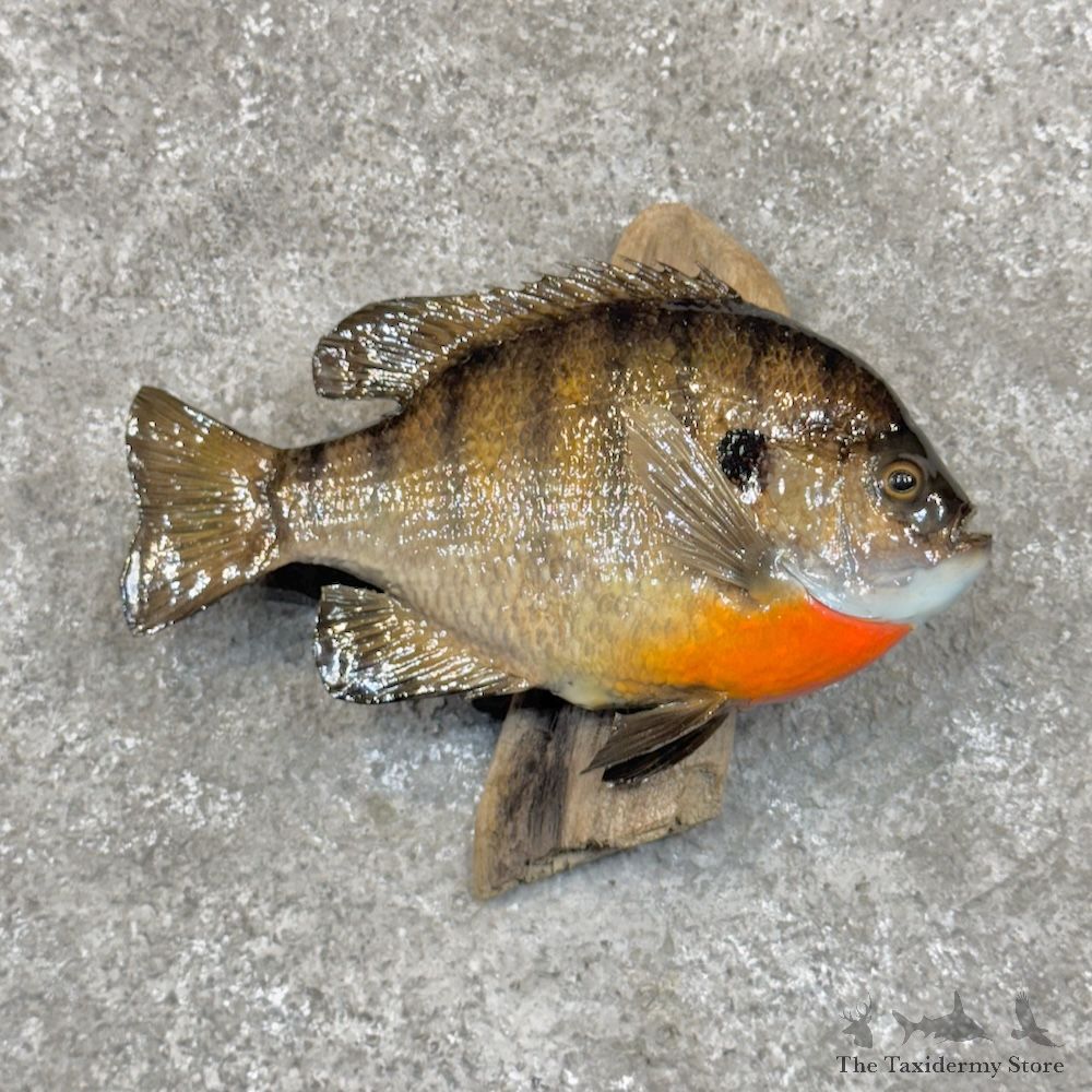 Bluegill Fish Mount For Sale #30076 @ The Taxidermy Store