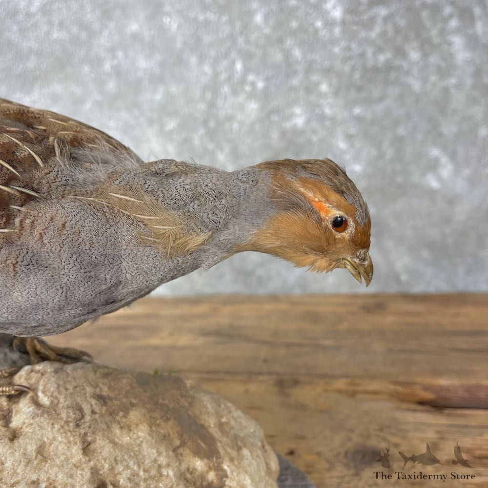 Hungarian Taxidermy Mount For Sale #26008 @ The Taxidermy Store