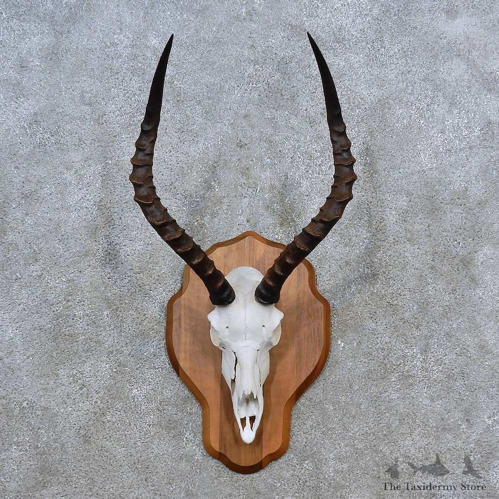 African Impala Skull Horn Mount For Sale #15627 @ The Taxidermy Store