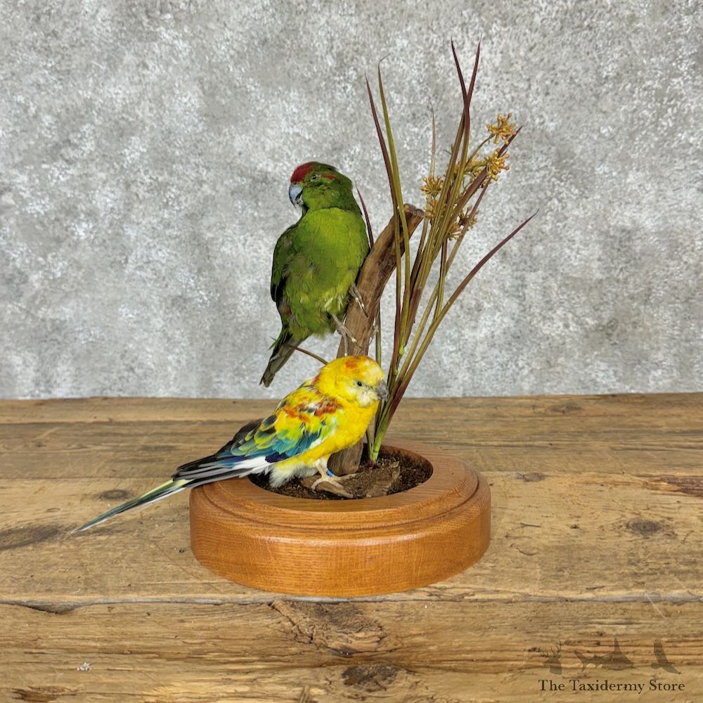 Parakeet & Rosella Pair Mount For Sale #29737 @ The Taxidermy Store