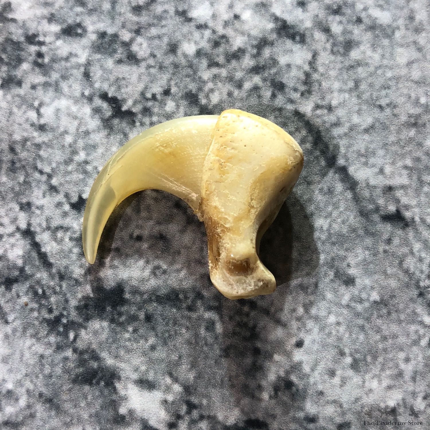 Mountain Lion Cougar Taxidermy Authentic Claw #19383 For Sale @ The Taxidermy Store