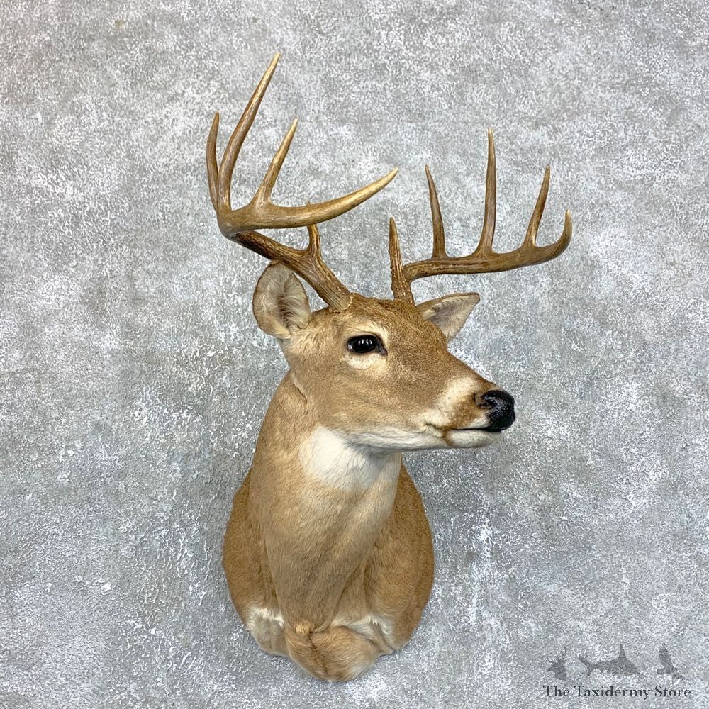 Whitetail Deer Shoulder Mount #23863 For Sale - The Taxidermy Store