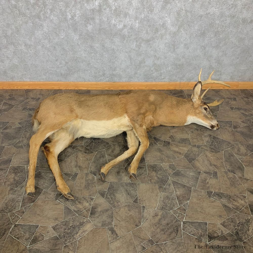Whitetail Deer Movie Prop Mount For Sale #22363 @ The Taxidermy Store