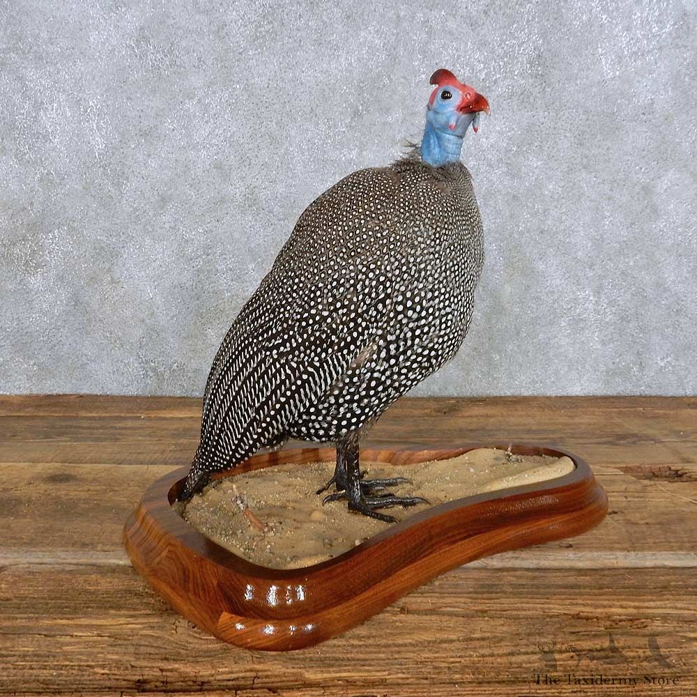 Standing Helmeted Guineafowl Bird Mount For Sale #14437 @ The Taxidermy Store