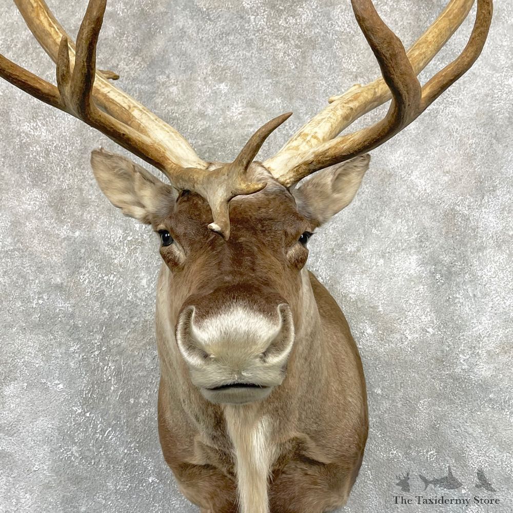 Mountain Caribou Shoulder Mount For Sale #24933 @ The Taxidermy Store