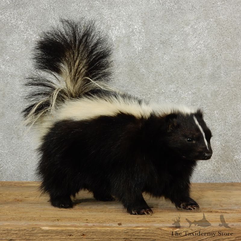 Life-Size Skunk Taxidermy Mount #17104 For Sale @ The Taxidermy Store