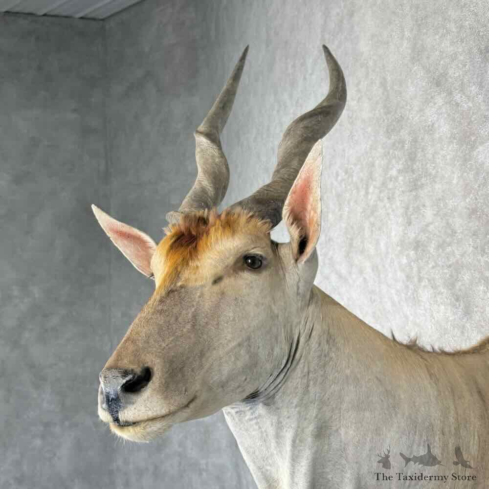 Common Cape Eland Shoulder Mount For Sale #30425 @ The Taxidermy Store