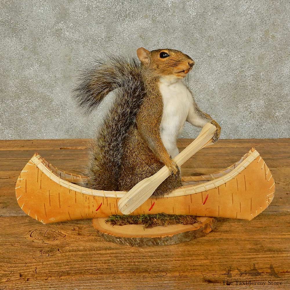 Canoe Squirrel Novelty Mount For Sale #16296 @ The Taxidermy Store