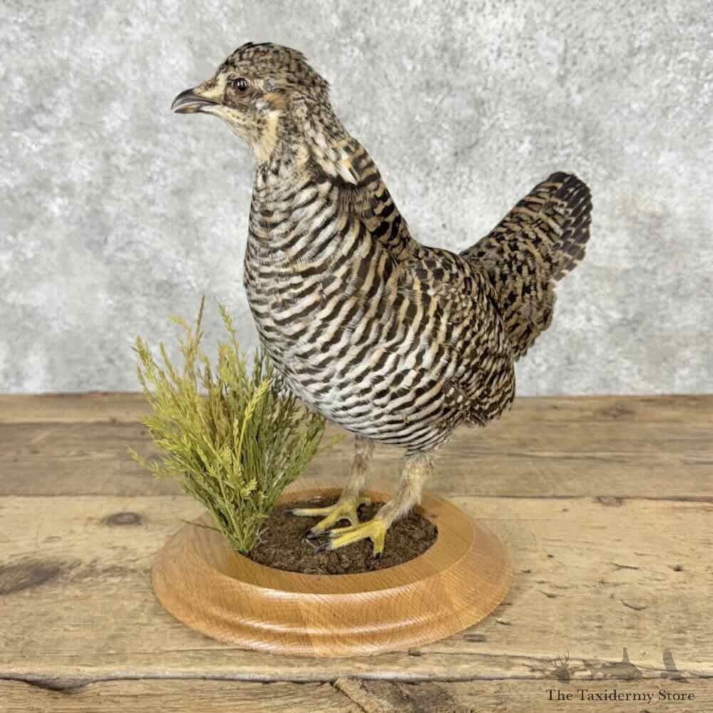 Lesser Prairie Chicken Bird Mount For Sale #32034 @ The Taxidermy Store