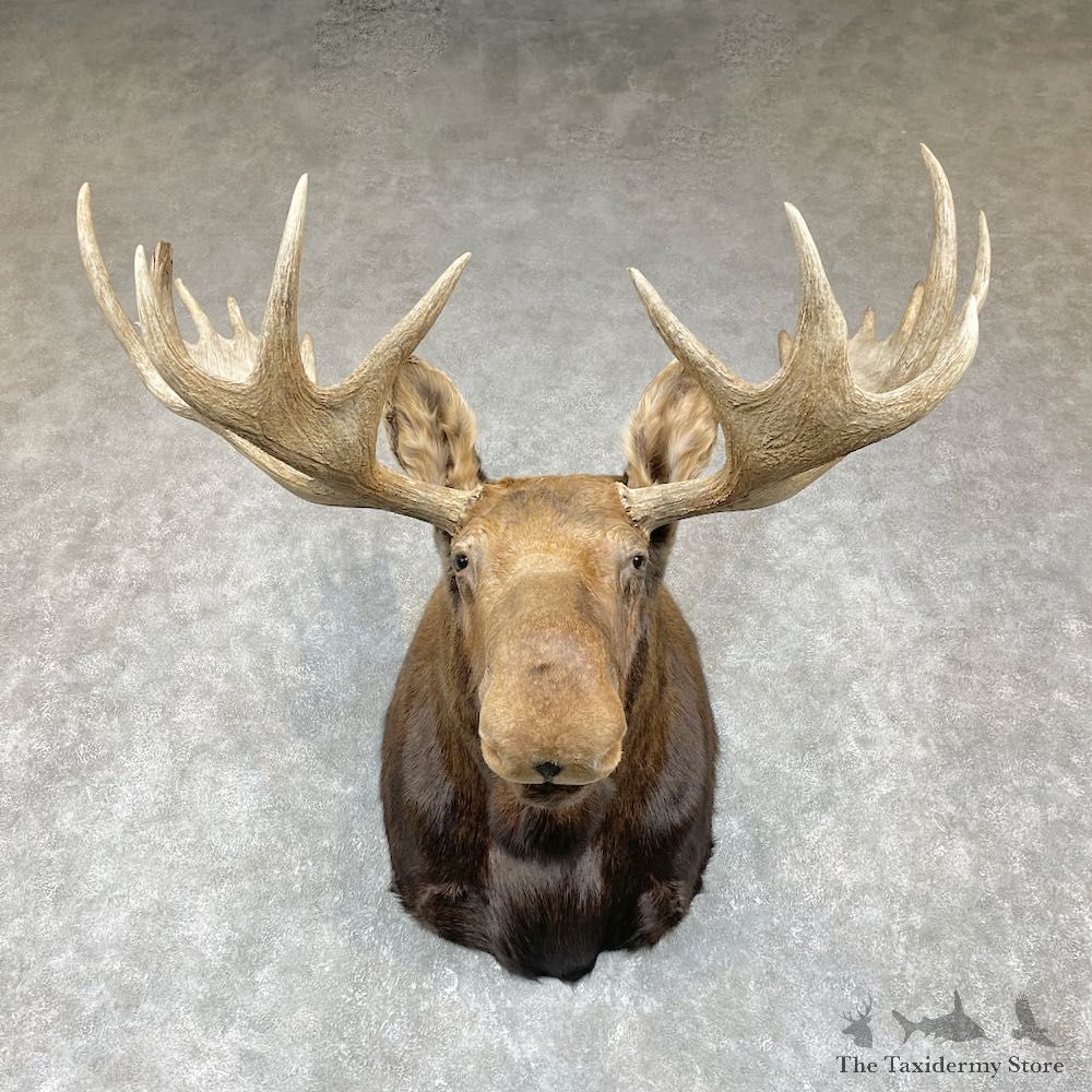 Canadian Moose Shoulder Mount For Sale #25857 @ The Taxidermy Store