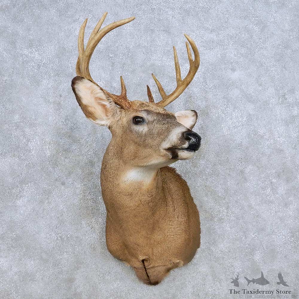 Whitetail Deer Shoulder Mount For Sale #14309 @ The Taxidermy Store