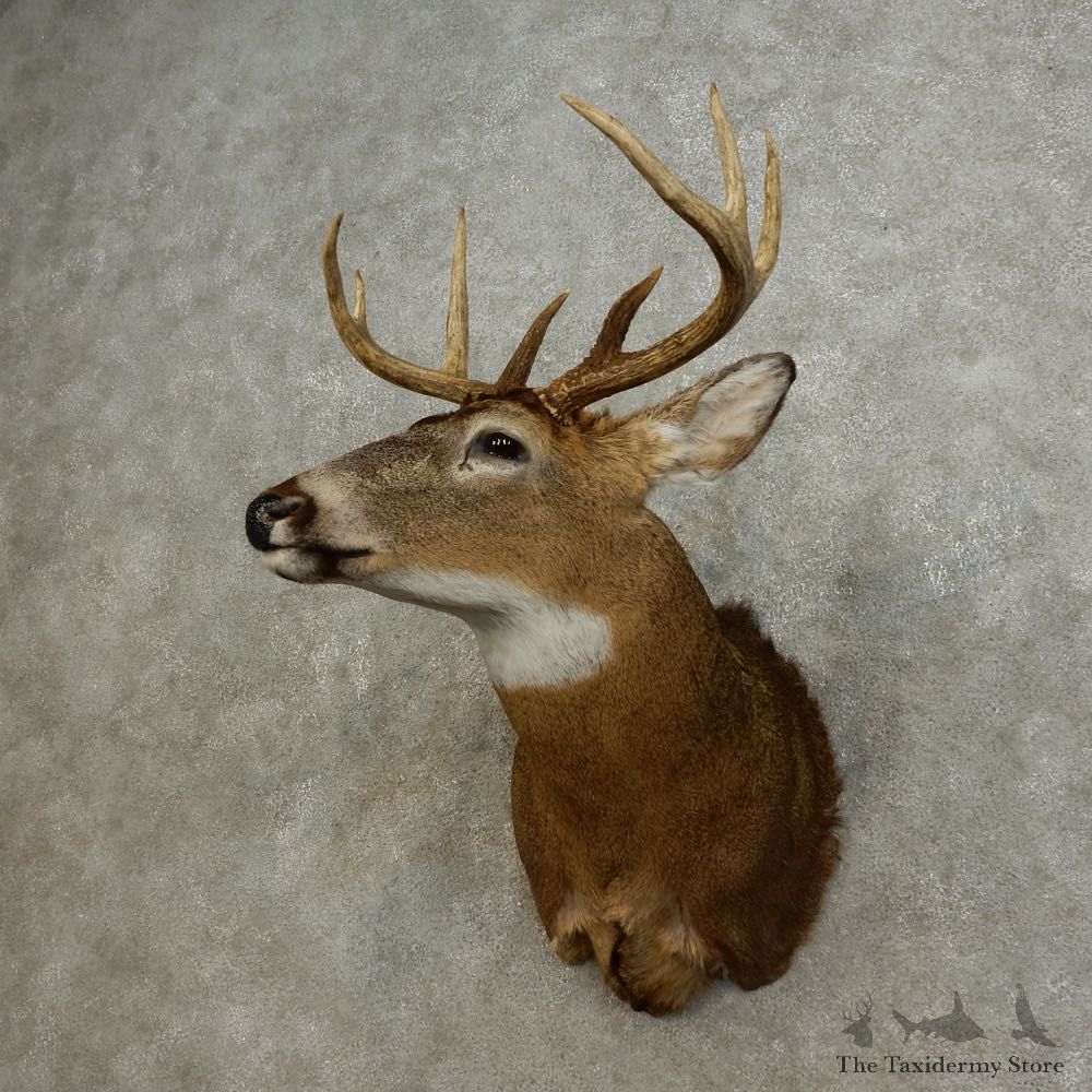 Whitetail Deer Shoulder Mount For Sale #15878 @ The Taxidermy Store