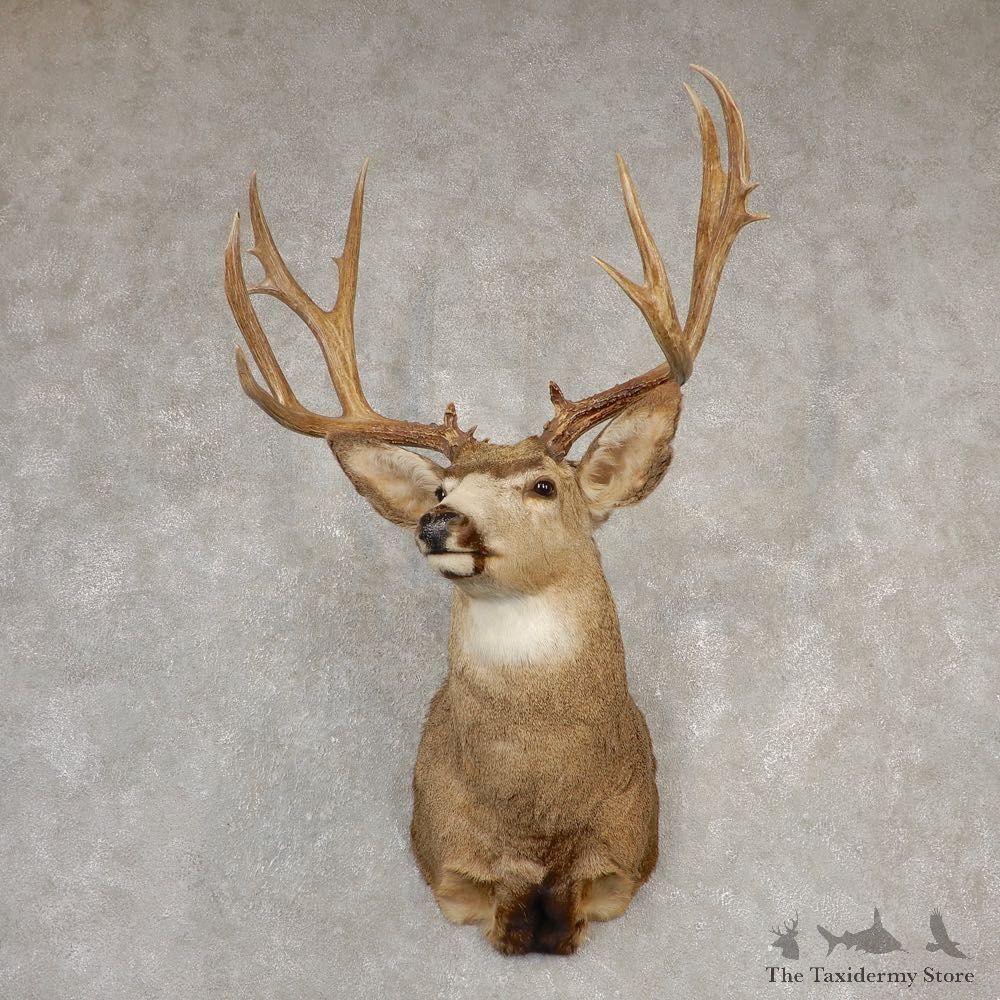 Mule Deer Shoulder Mount For Sale #20521 @ The Taxidermy Store