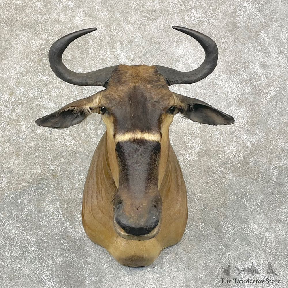Nyasa Wildebeest Shoulder Mount For Sale #24760 - The Taxidermy Store
