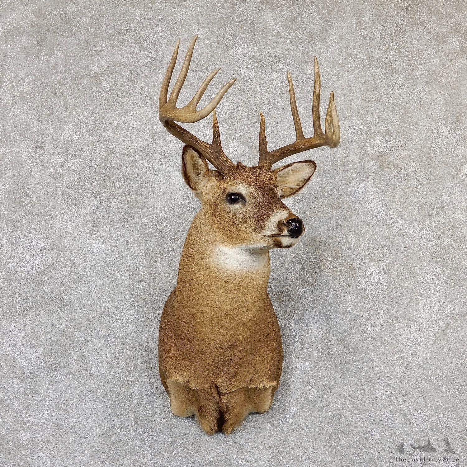 Whitetail Deer Shoulder Mount #19296 For Sale - The Taxidermy Store