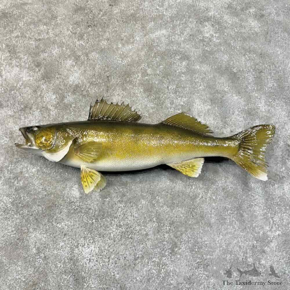 Walleye Fish Mount For Sale #31269 @ The Taxidermy Store