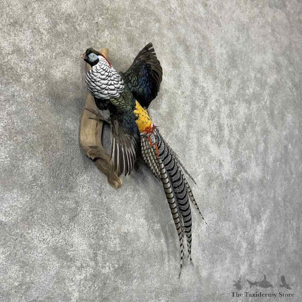 Lady Amherst Pheasant Bird Mount For Sale #32020 @ The Taxidermy Store