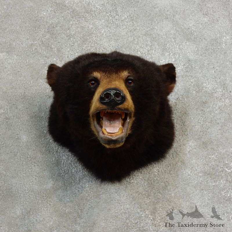 Black Bear Head Mount For Sale #17174 @ The Taxidermy Store