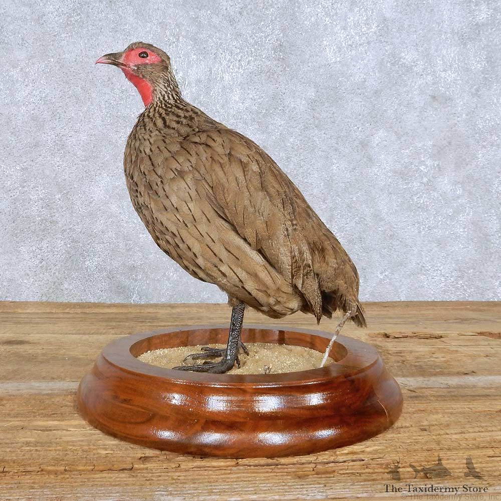 Francolin Bird Mount For Sale #14830 @ The Taxidermy Store
