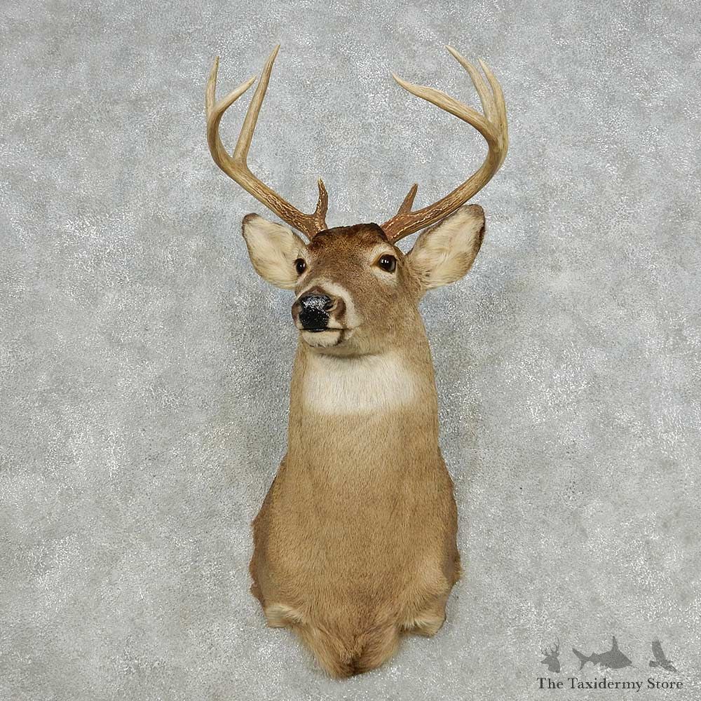 Whitetail Deer Taxidermy Shoulder Mount For Sale #14119 @ The Taxidermy Store