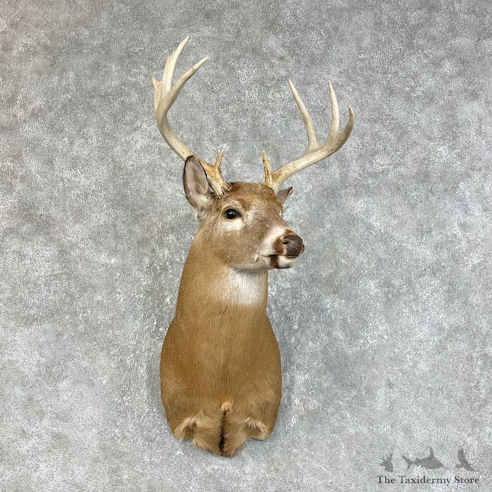 Whitetail Deer Shoulder Mount #25731 For Sale - The Taxidermy Store